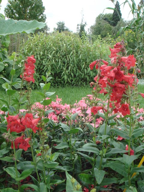 Penstemon hartwegii 'Tubular Bells'